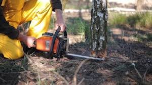 Best Lawn Disease Treatment  in White Bear Lake, MN